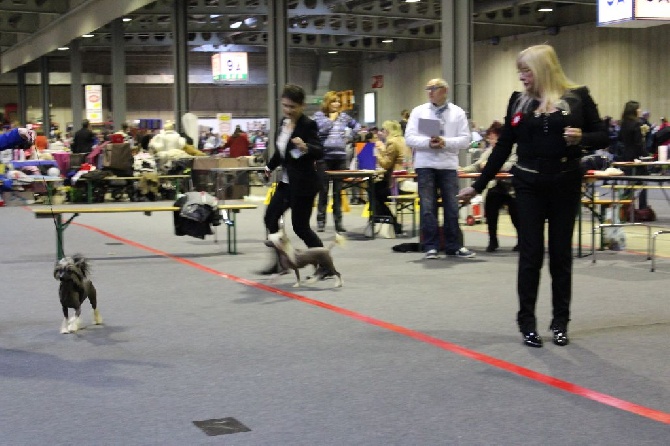 Pets High - Luxembourg 2015