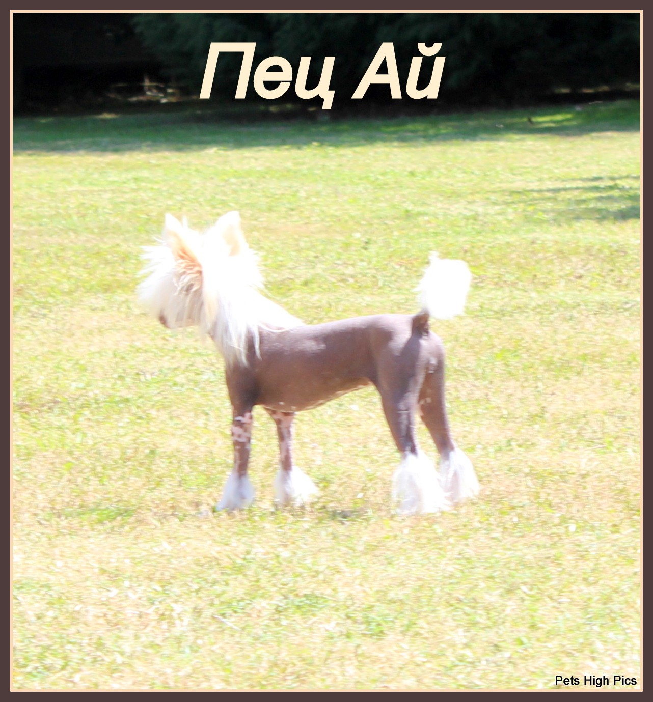 Pets High Nadiejda vittoria